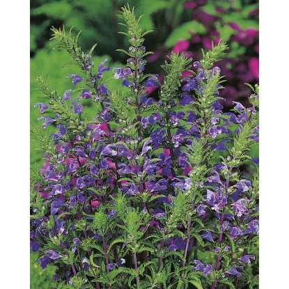 Picture of Herb Dragon Head (Dracocephallum Moldavicum)